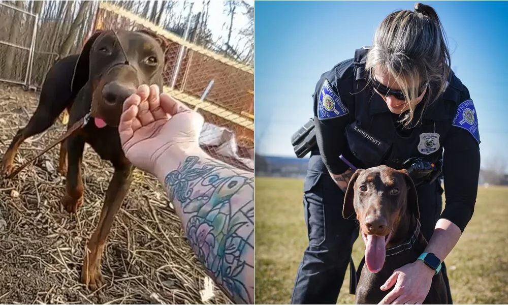 Dog Found With A Zip-Tied Snout Adopted By The Same Police Officer Who Rescued It