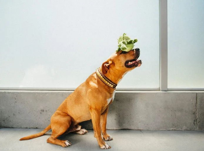 Hogyan segíthetnek az irodai kutyák a vállalkozások fellendítésében – P.L.A.Y.