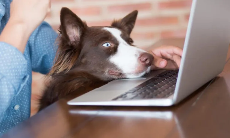 Weekly Roundup: Funny Dog Posts From Last Week (Feb 05)