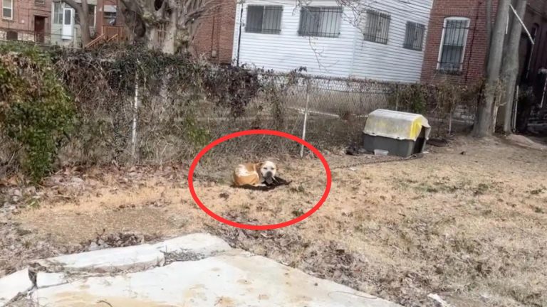 Dog Chained Next To An Abandoned House Was Freezing Until His Rescuers Came To Save Him