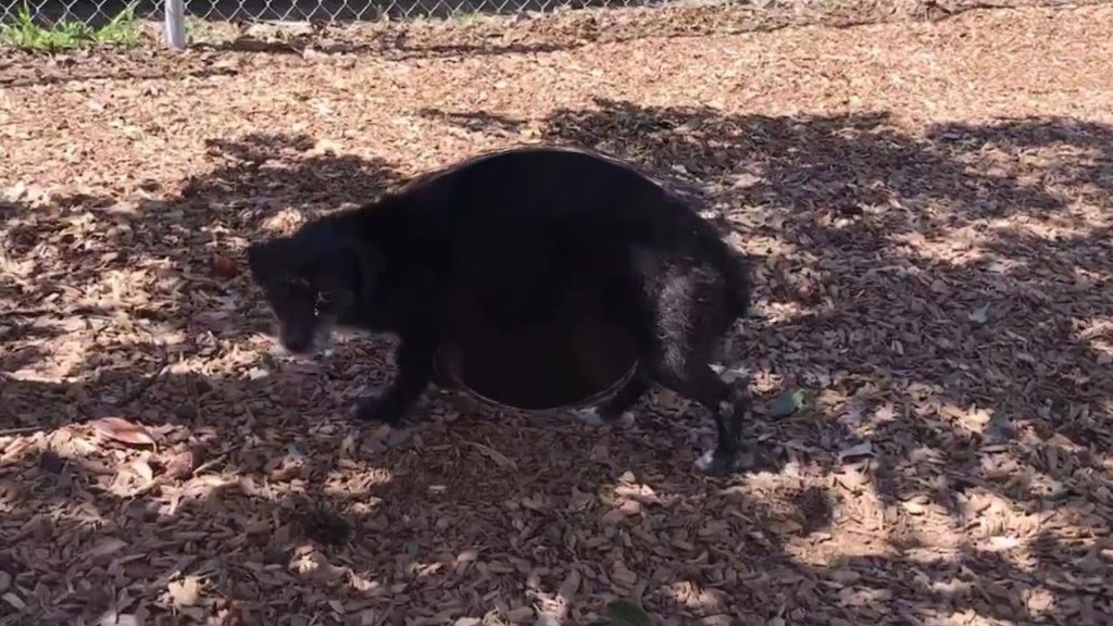 Pregnant Dog Was Really Scared Of Everyone, But All That Changed When Rescuers Came For Her